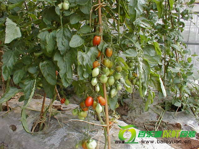 陽臺(tái)種植小番茄.JPG