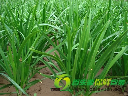 韭菜真能壯陽嗎?