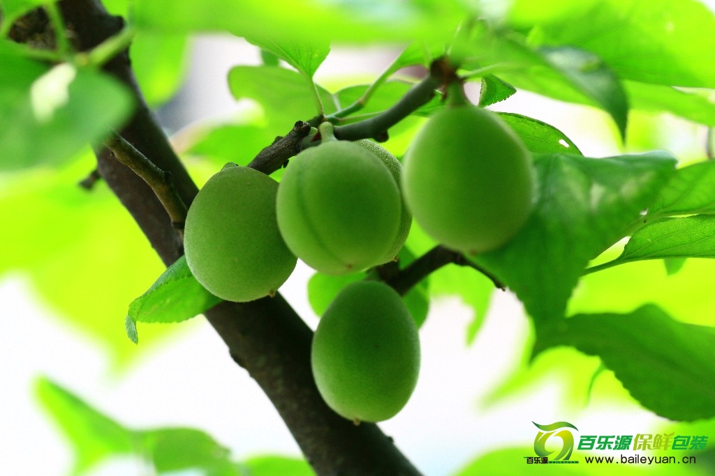 青梅是梅子青的時候嗎？