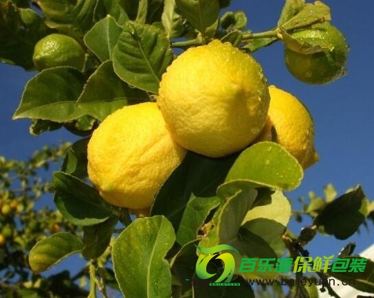 檸檬樹種植時(shí)需要注意那些？